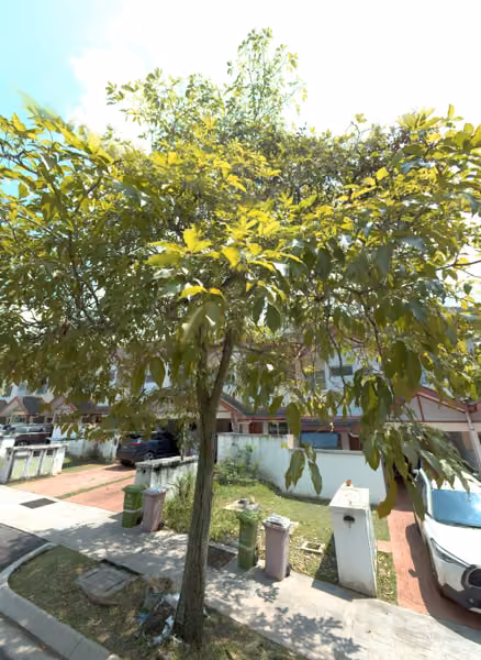 tree photo