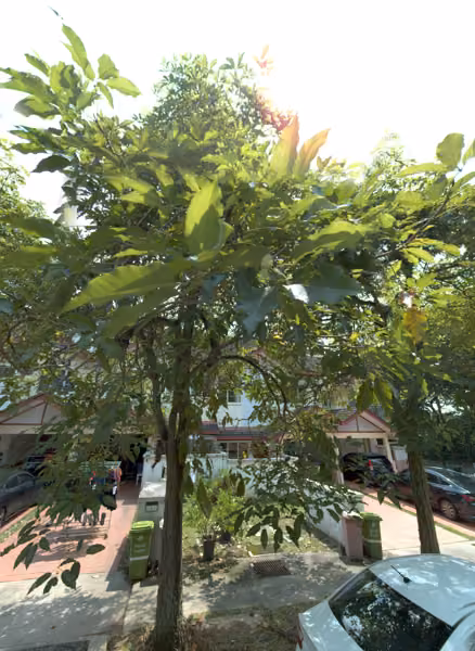 tree photo