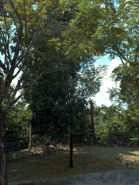 tree photo