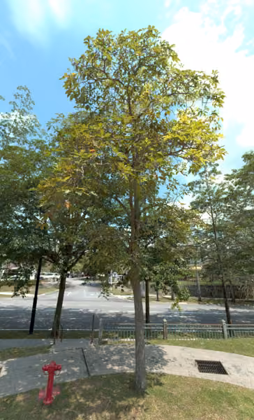 tree photo
