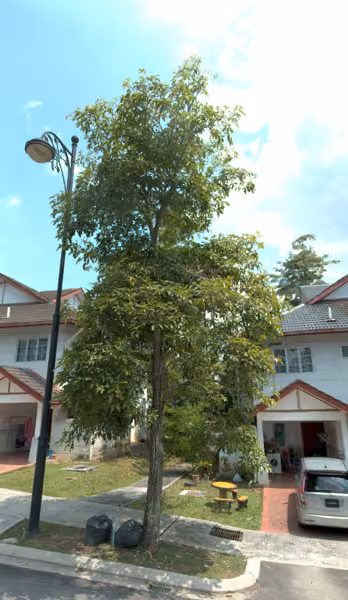 tree photo
