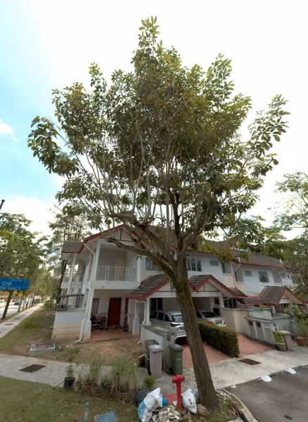 tree photo