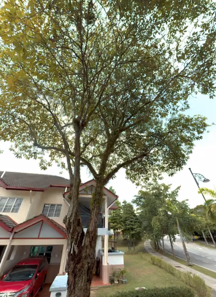 tree photo