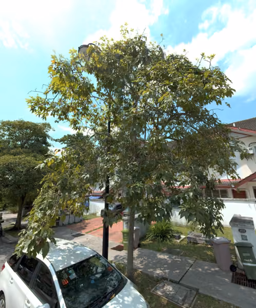 tree photo