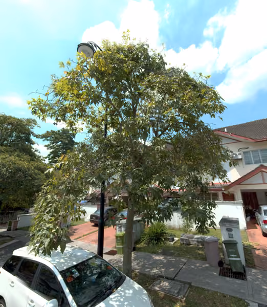 tree photo