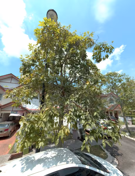 tree photo