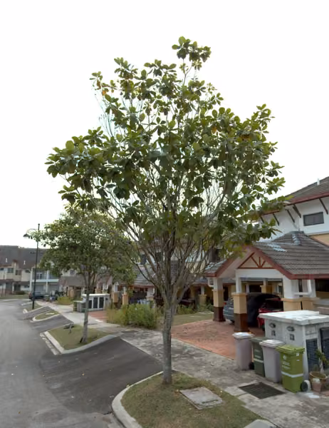 tree photo