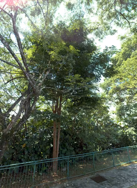 tree photo