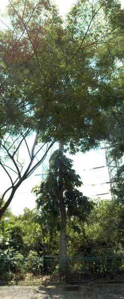 tree photo