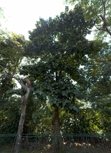 tree photo