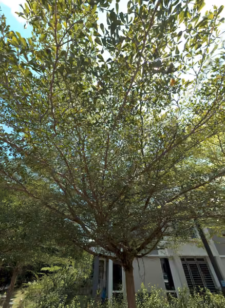 tree photo