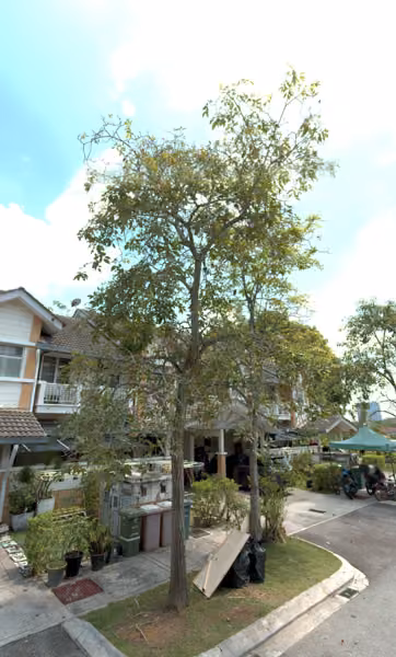 tree photo