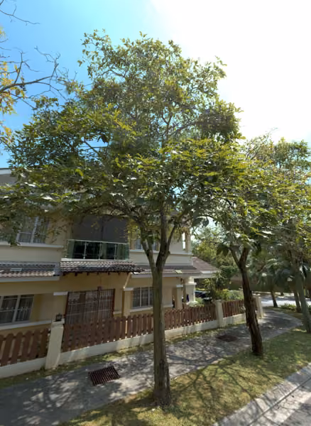 tree photo