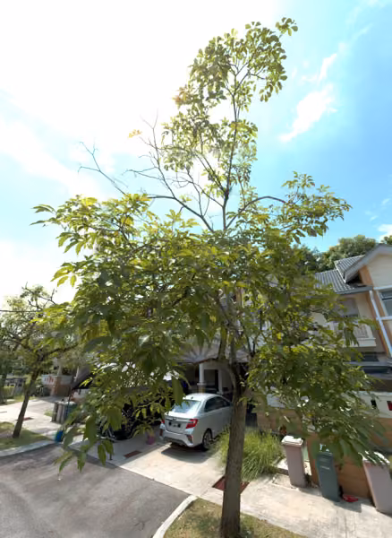 tree photo