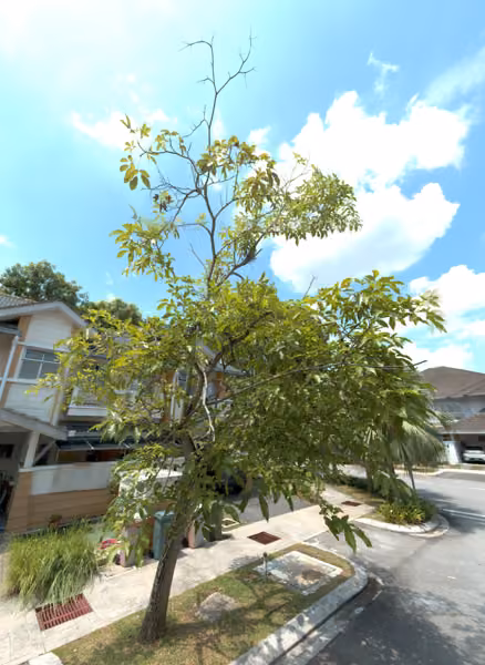tree photo