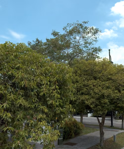 tree photo