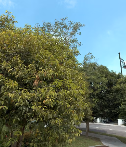 tree photo