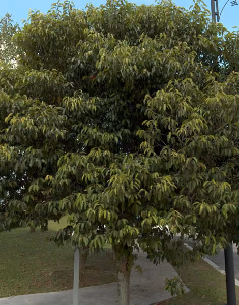 tree photo