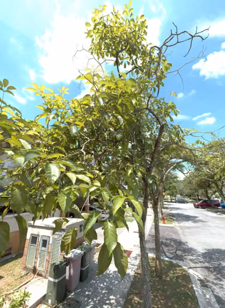 tree photo