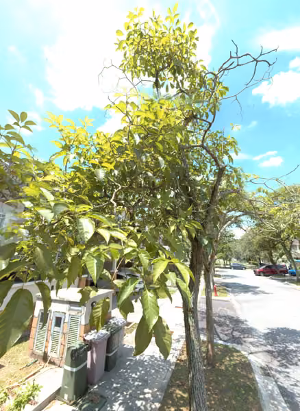 tree photo