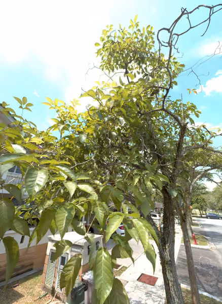 tree photo