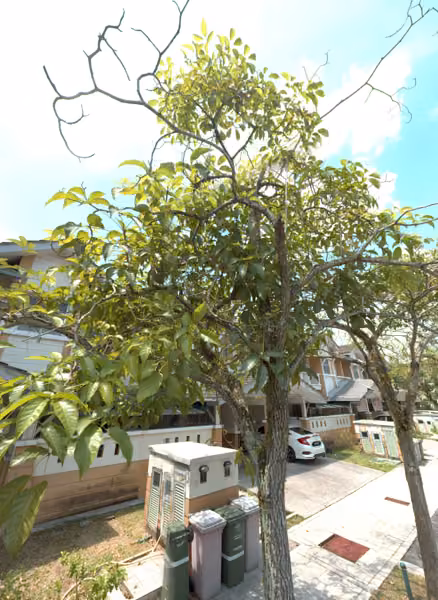tree photo