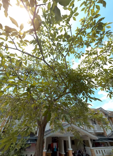 tree photo