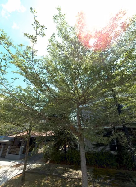 tree photo