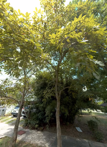 tree photo
