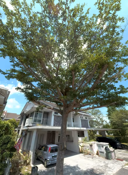tree photo