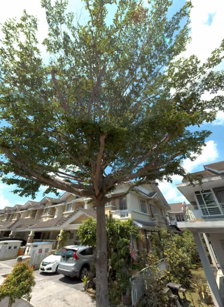 tree photo