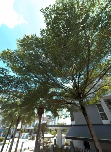 tree photo