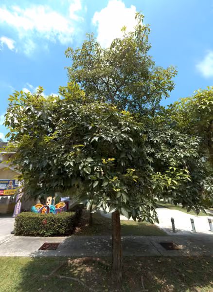 tree photo