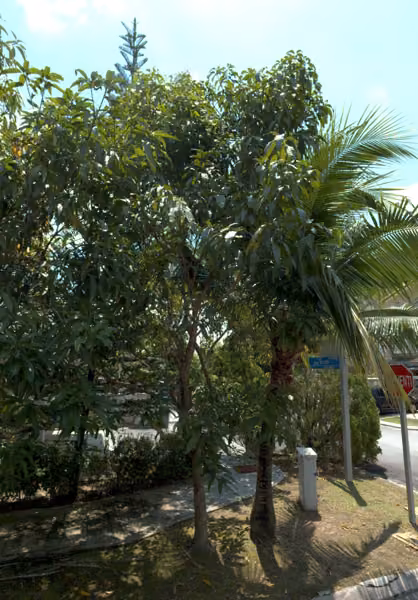 tree photo