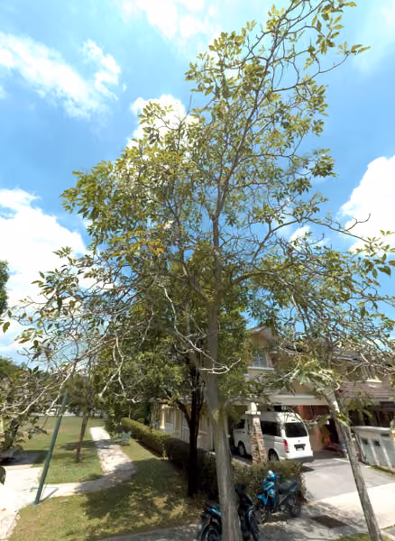 tree photo