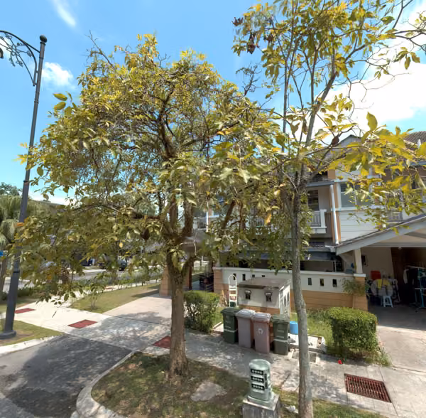 tree photo