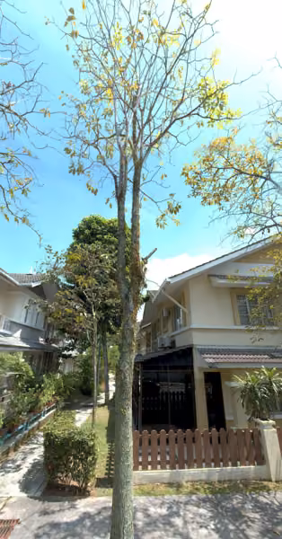 tree photo