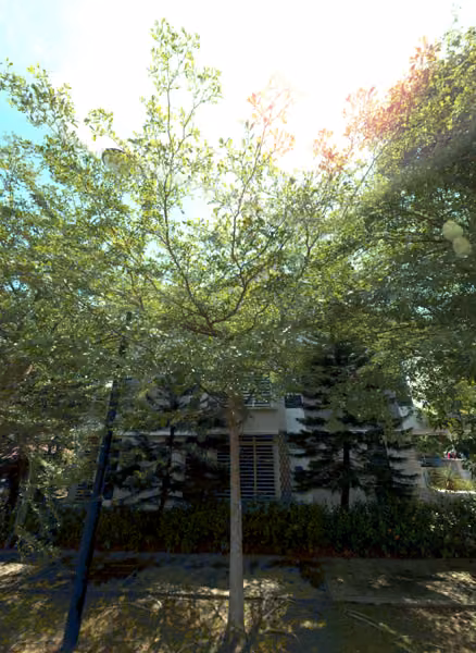 tree photo
