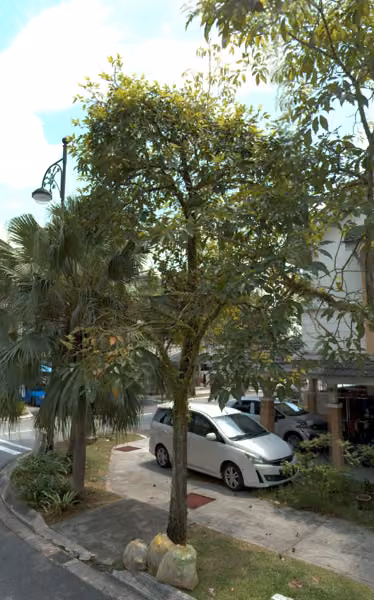 tree photo