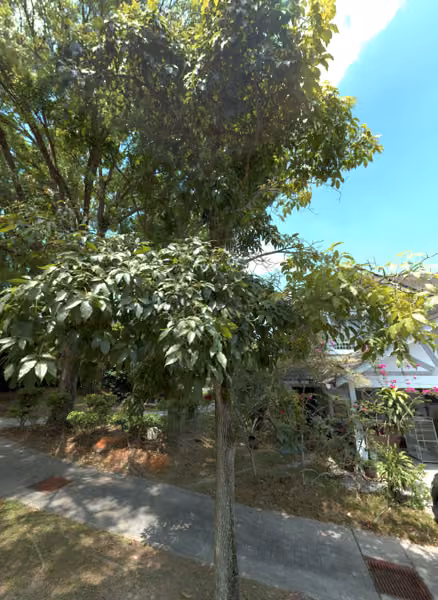 tree photo