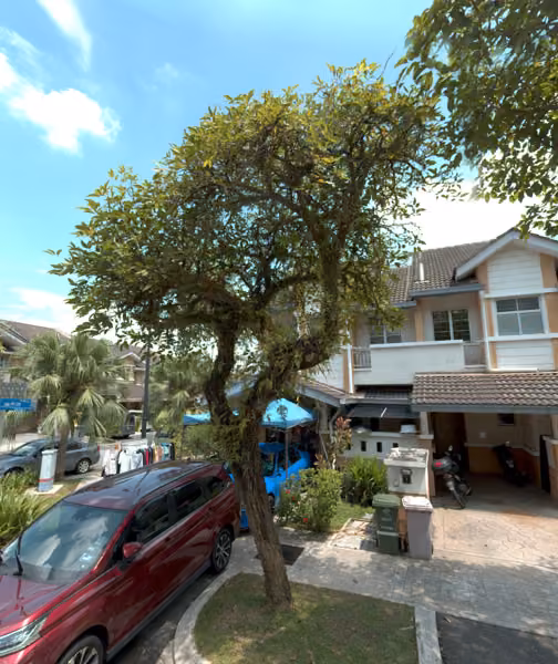 tree photo