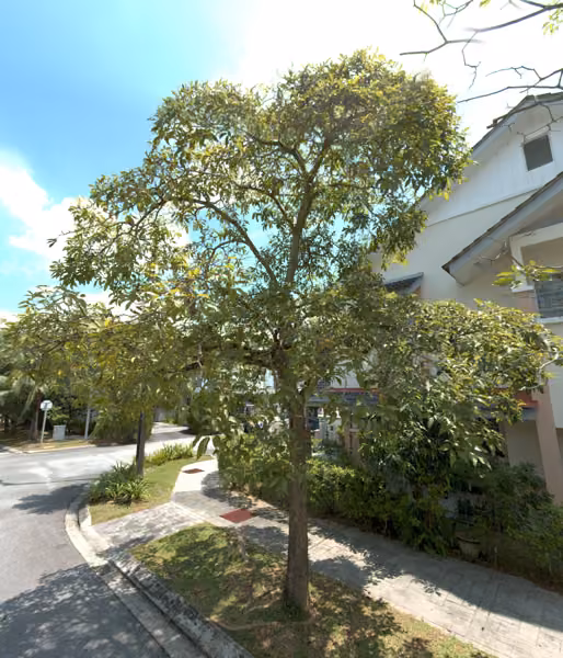 tree photo