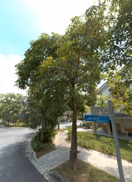 tree photo