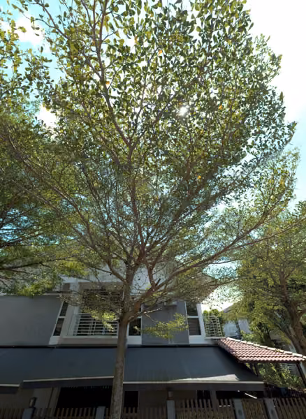 tree photo