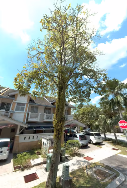tree photo