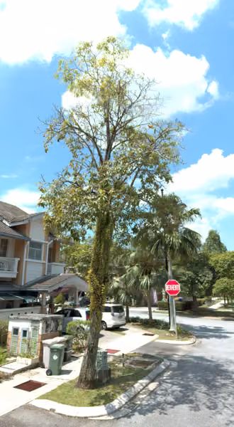 tree photo