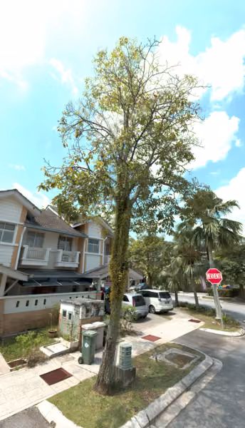 tree photo