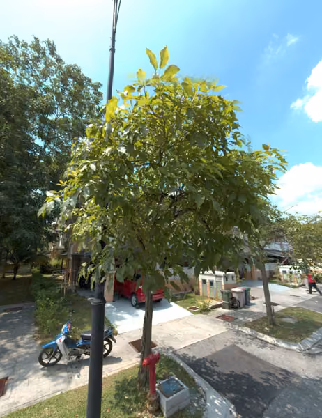 tree photo