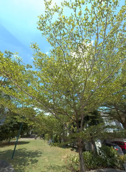 tree photo