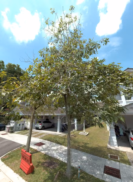 tree photo